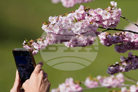 Germany Cherry Blossoms