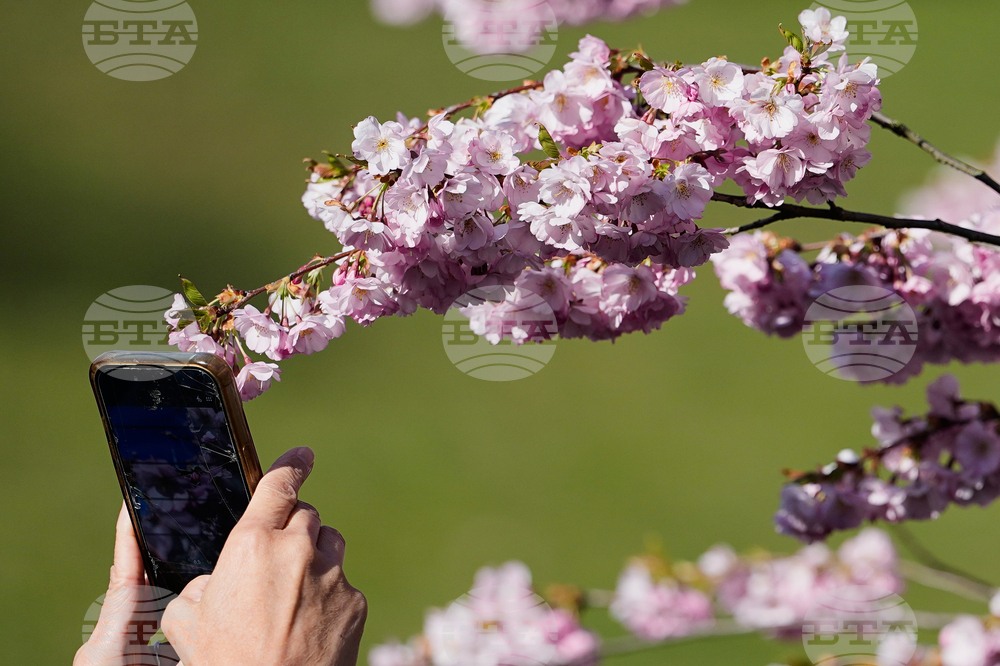 Germany Cherry Blossoms