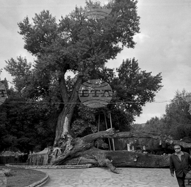 БТА: ОТ АРХИВИТЕ