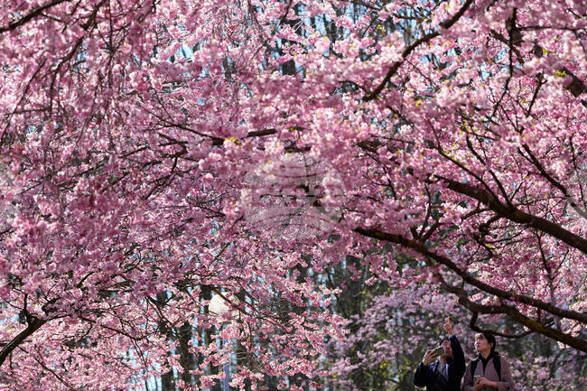 APTOPIX Germany Cherry Blossoms