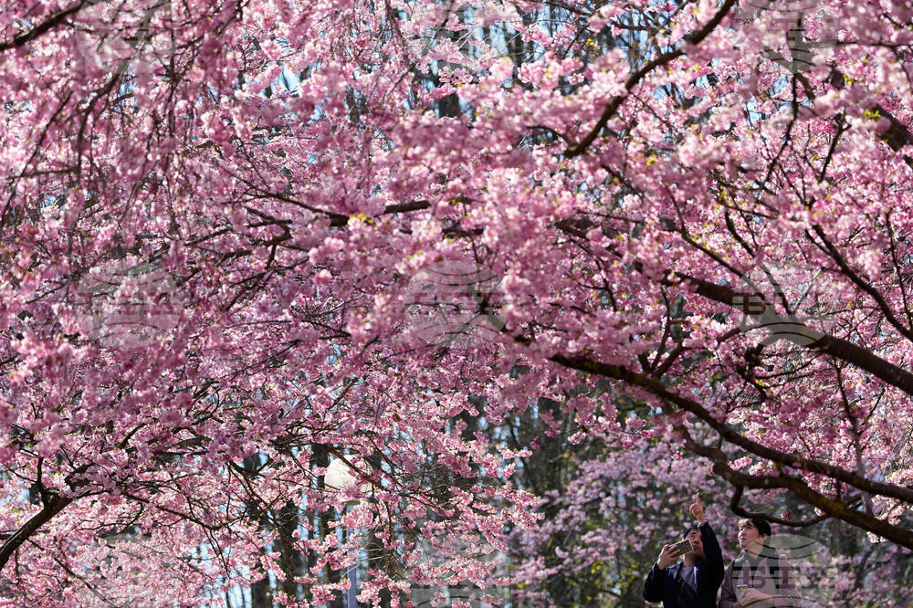 APTOPIX Germany Cherry Blossoms