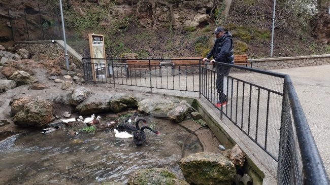 В радомирския парк „Бучалото“ се отглеждат редки птици, сред които е и двойка бели лебеди с черни шии