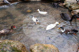 Радомир - парк „Бучалото“ - редки птици