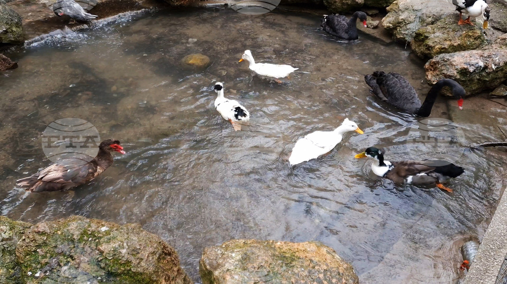 Радомир - парк „Бучалото“ - редки птици