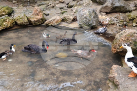 Радомир - парк „Бучалото“ - редки птици