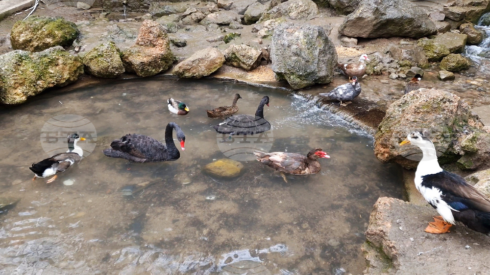 Радомир - парк „Бучалото“ - редки птици
