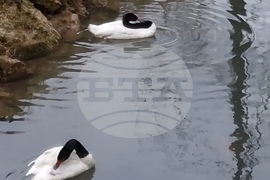 Радомир - парк „Бучалото“ - редки птици