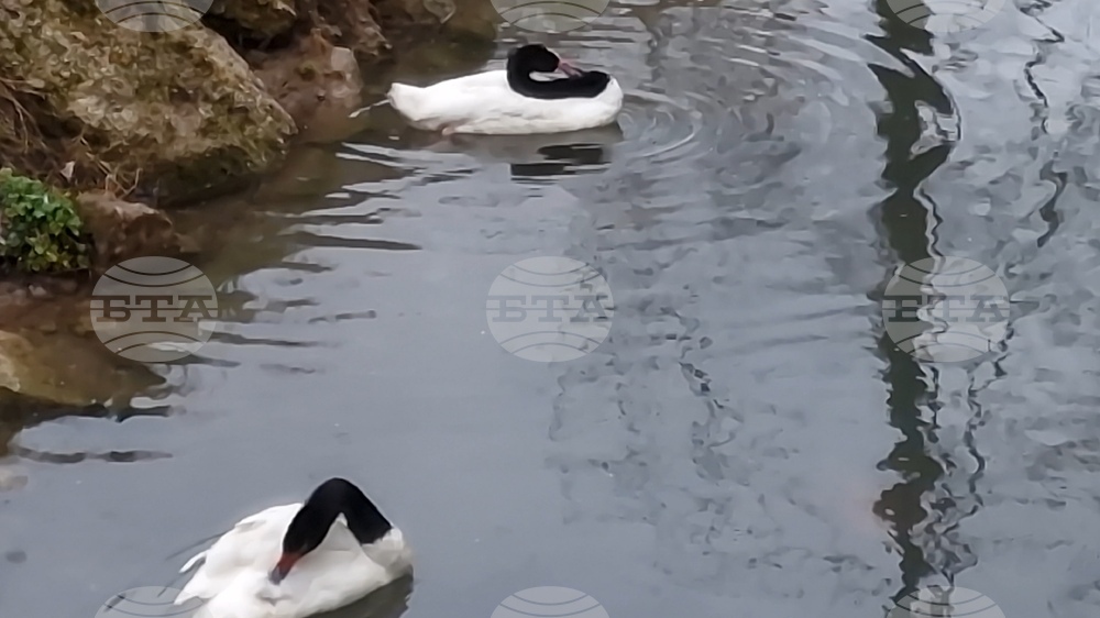 Радомир - парк „Бучалото“ - редки птици