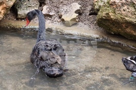 Радомир - парк „Бучалото“ - редки птици