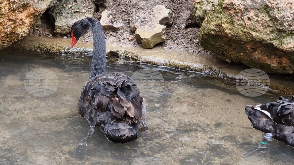 Радомир - парк „Бучалото“ - редки птици