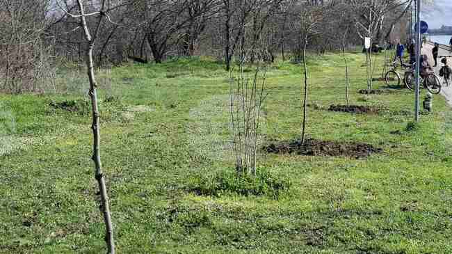 Близо 200 чинара ще бъдат засадени в района на Гребната база в Пловдив 