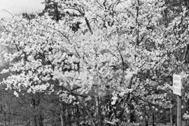 Разходка в парка