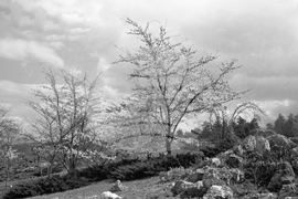 Разходка в парка