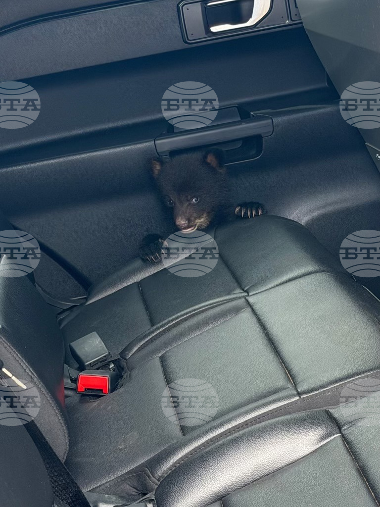 Troopers Rescue Bear Cub