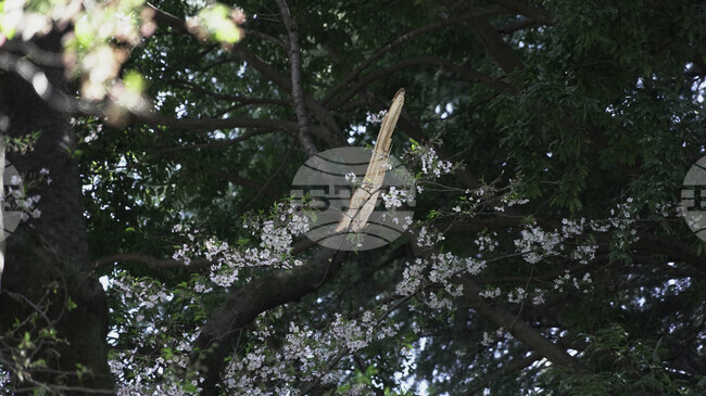 Japan Falling Cherry Trees