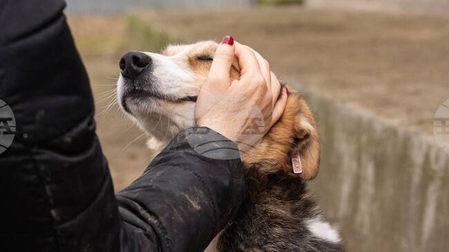 Столичната община отчита рекордно нисък брой бездомни кучета на територията на София