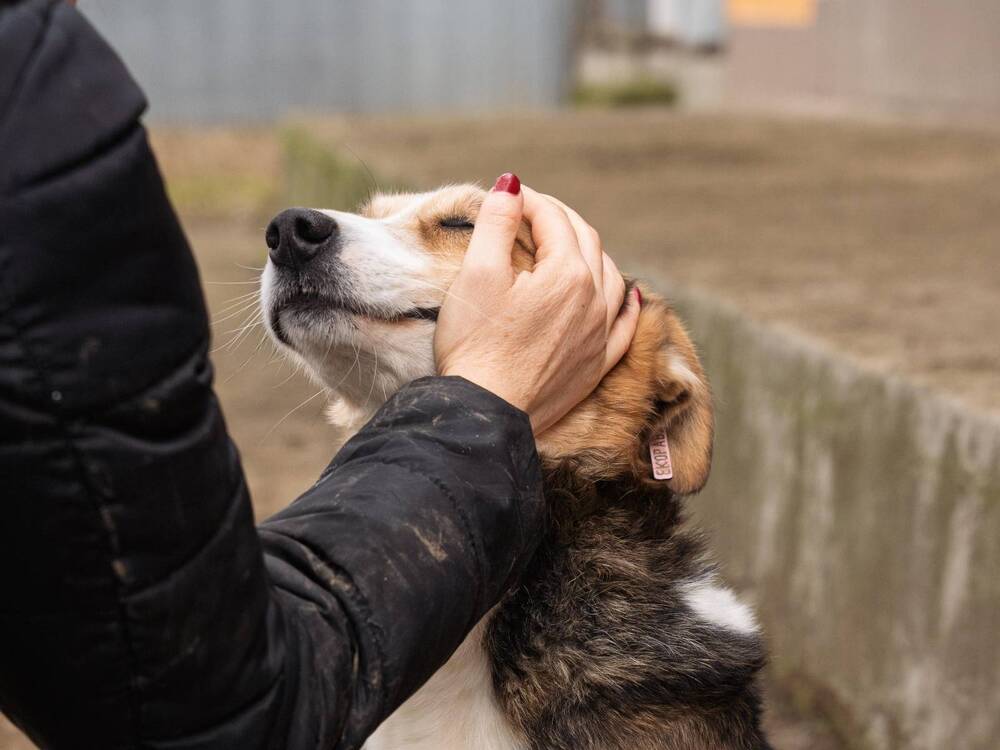 Sofia Reports Record Low Population of Stray Dogs