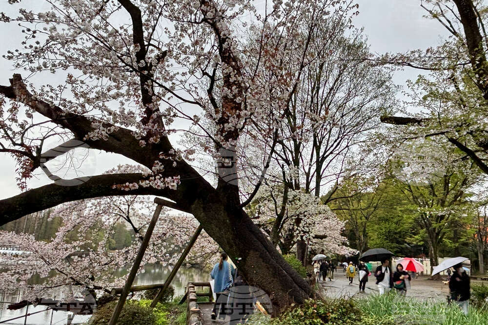 Japan Falling Cherry Trees