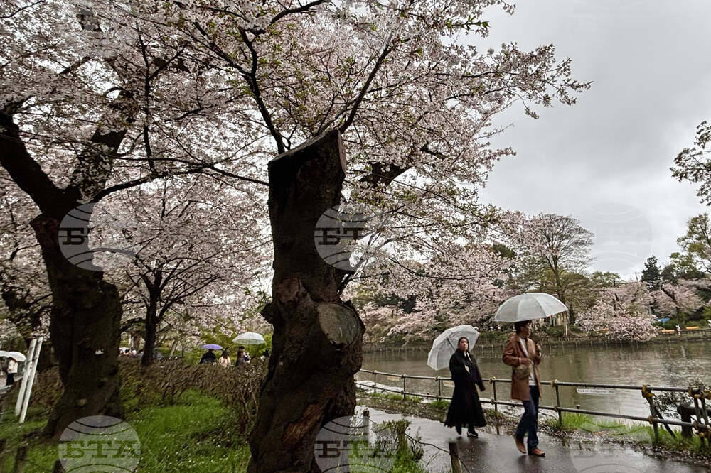 Japan Falling Cherry Trees