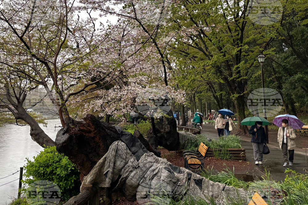 Japan Falling Cherry Trees