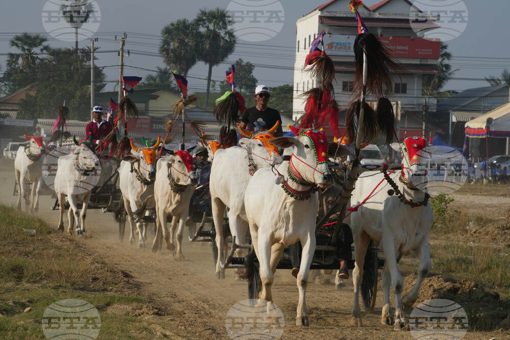 Cambodia Ox cart Racing