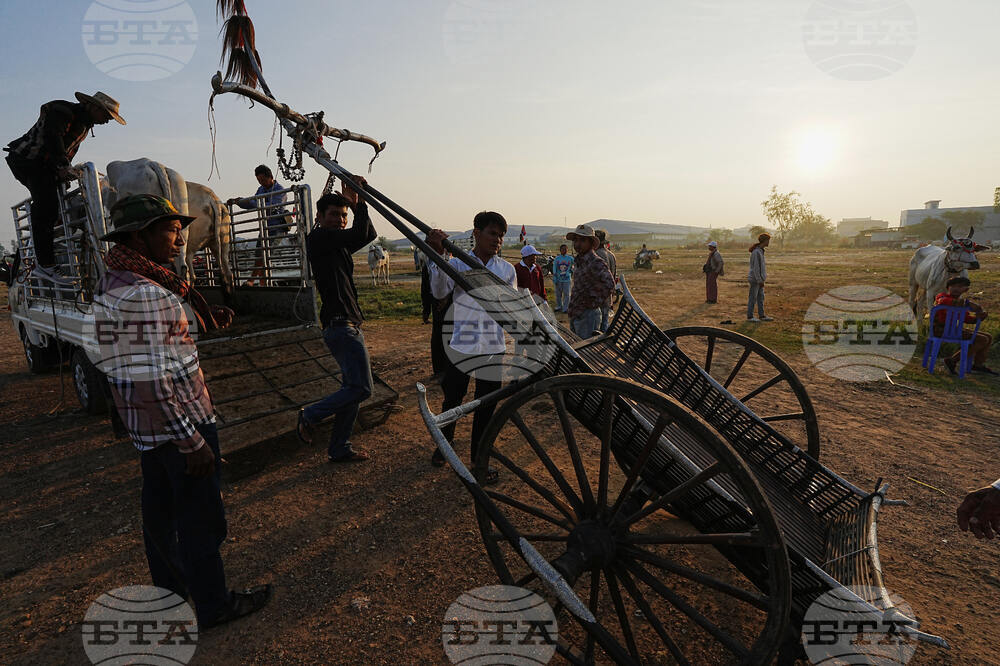 Cambodia Ox cart Racing