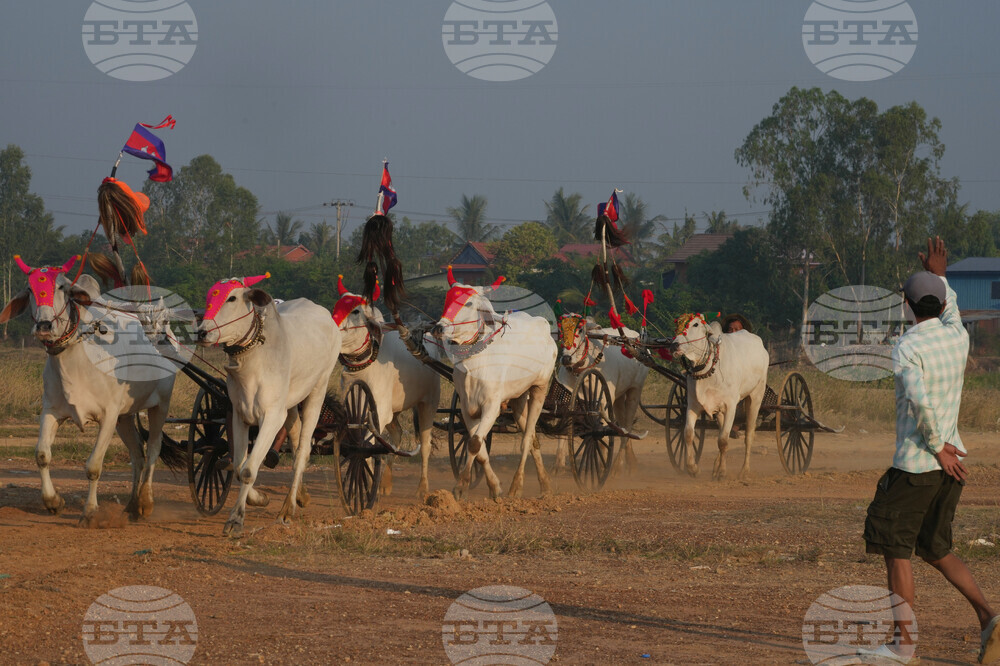 Cambodia Ox cart Racing