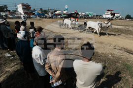 Cambodia Ox cart Racing
