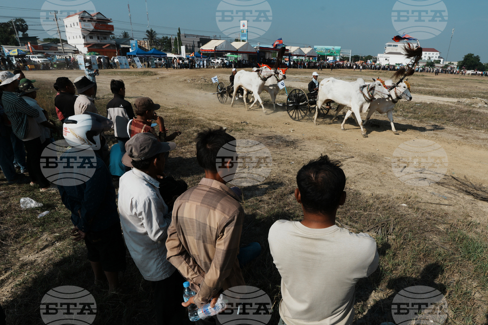 Cambodia Ox cart Racing