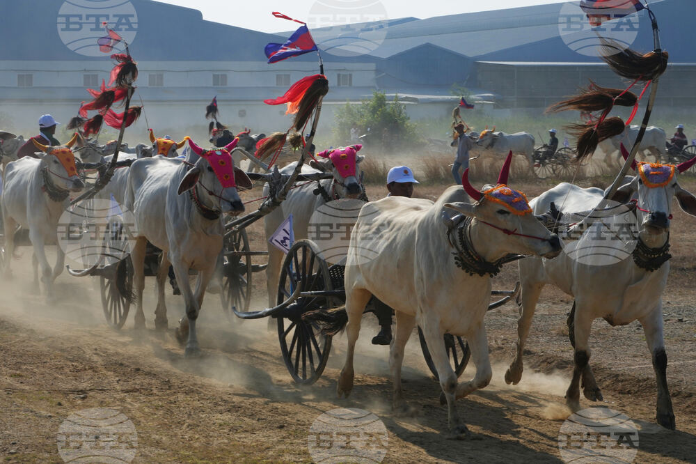 Cambodia Ox cart Racing