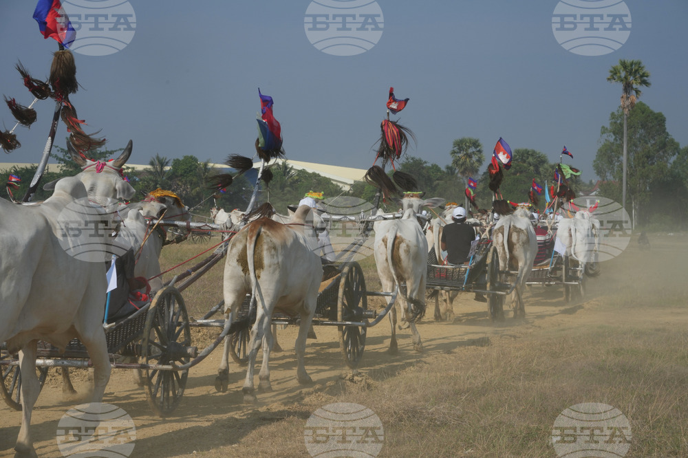 Cambodia Ox cart Racing