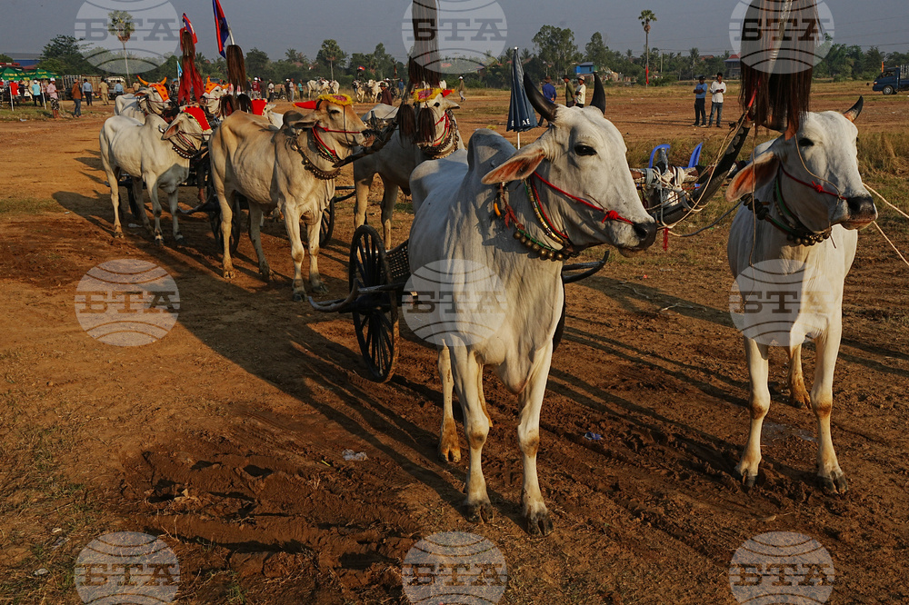 Cambodia Ox cart Racing