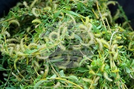 Ямбол - благотворителен базар - ремонт на храм