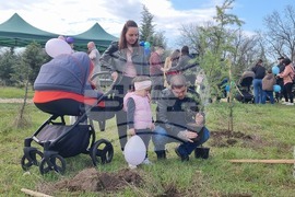 Димитровград - фиданки - Алея на новия живот