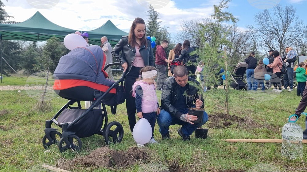 Димитровград - фиданки - Алея на новия живот