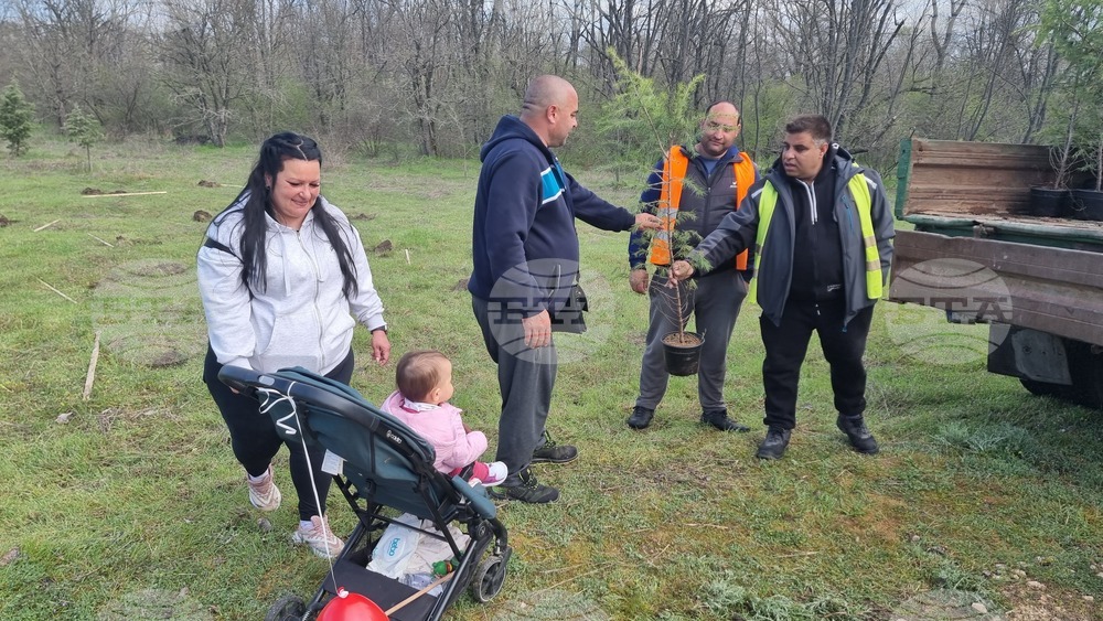 Димитровград - фиданки - Алея на новия живот