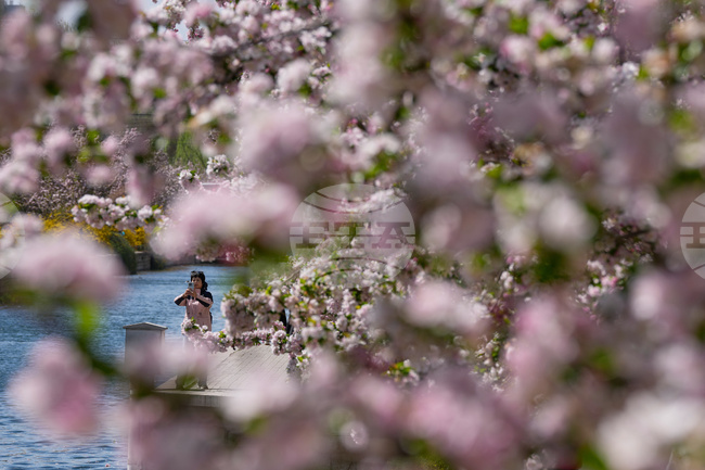Здравните власти в Гърция искат изкореняване на зукума от обществени места; вечнозеленият храст може да предизвика епилептични припадъци 