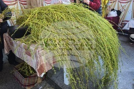 Генерал Тошево - Цветница - празнична литургия
