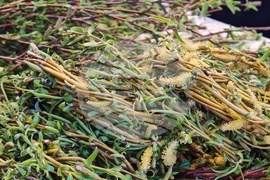 Габрово​ - ​Цветница