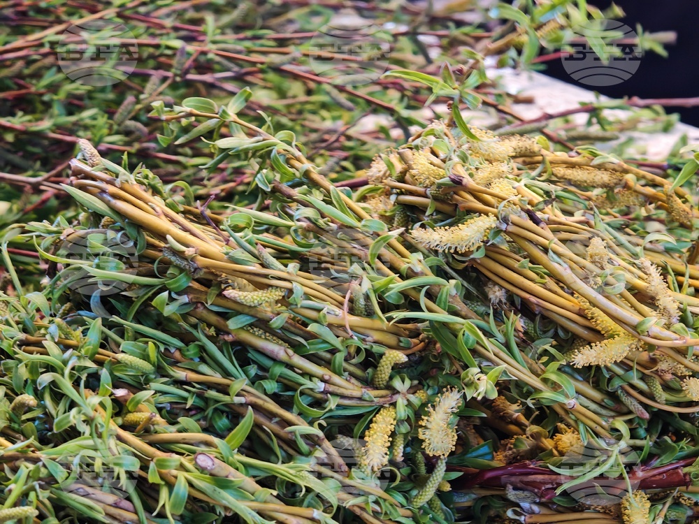 Габрово​ - ​Цветница