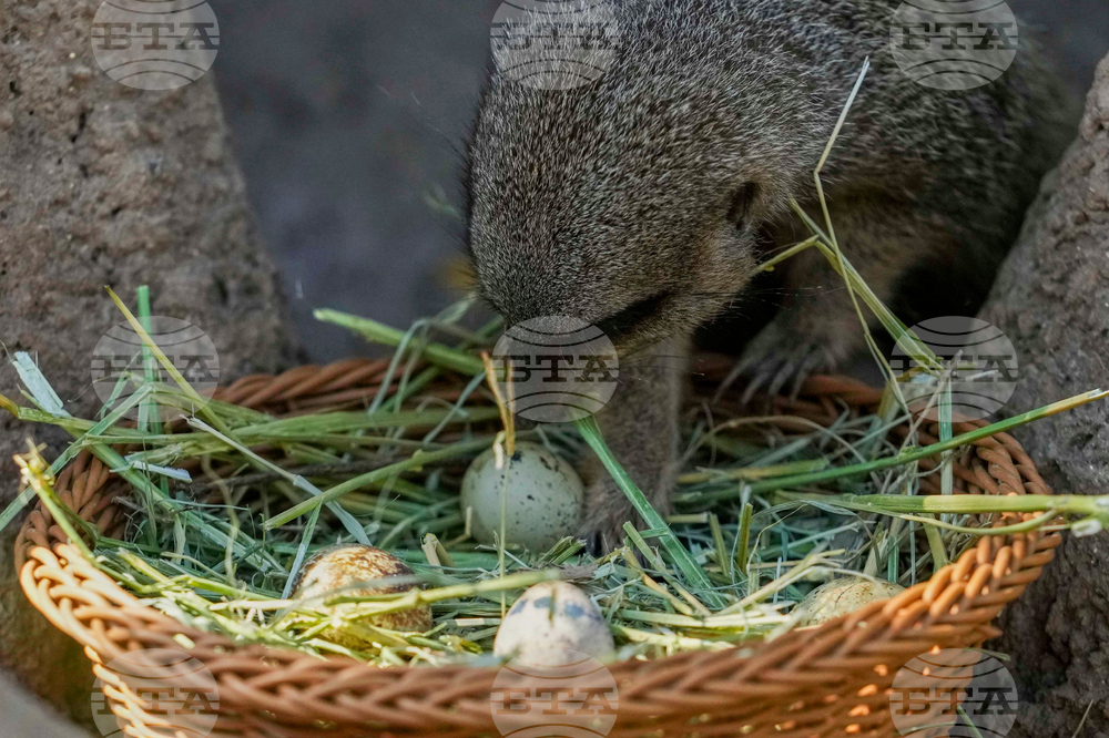 Chile Zoo Easter