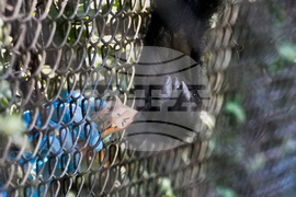 Chile Zoo Easter