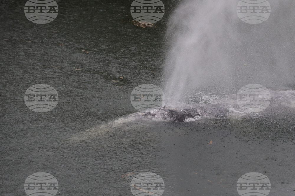 Gray Whale River