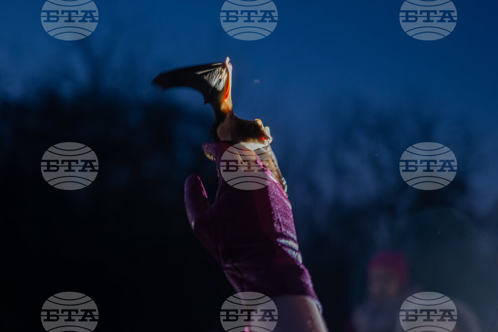 Russia Ukraine War Rescuing Bats