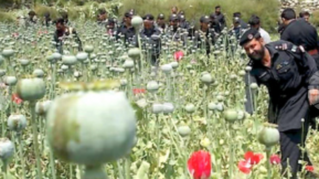 АПП: Двадесет и един декара насаждения с опиум бяха унищожени в пакистанската област Пешавар 