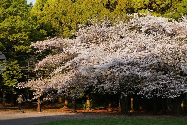 APTOPIX Japan Daily Life