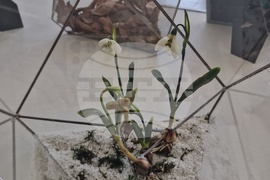 Село Орешак - „Керамична флористика - изкуство и ботаника“ - изложба