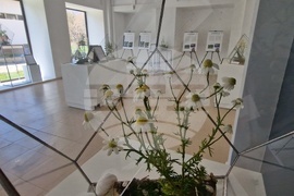 Село Орешак - „Керамична флористика - изкуство и ботаника“ - изложба