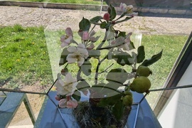 Село Орешак - „Керамична флористика - изкуство и ботаника“ - изложба