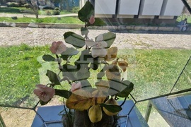 Село Орешак - „Керамична флористика - изкуство и ботаника“ - изложба